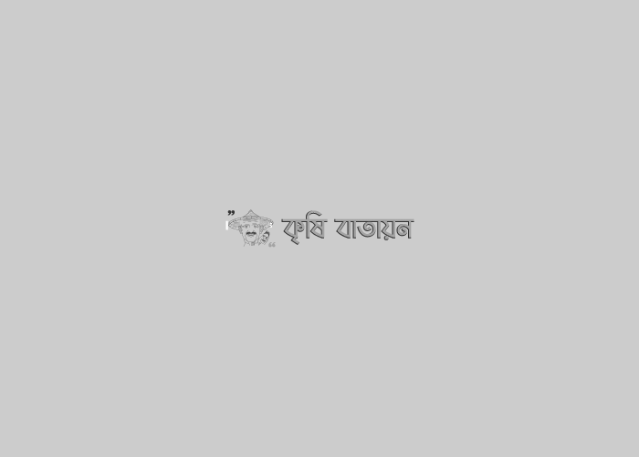 ভারী বৃষ্টিতে চাঁদপুরের মতলব দক্ষিণ উপজেলায় আলু ফসলে ক্ষয়-ক্ষতি বিষয়ক অভিজ্ঞতা