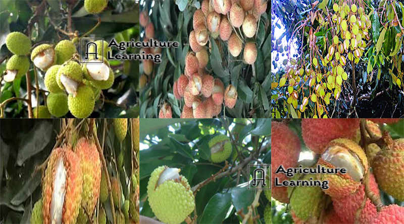 লিচুর ফল ফেটে যাওয়া রোগের বিস্তার, লক্ষণ ও তার প্রতিকার