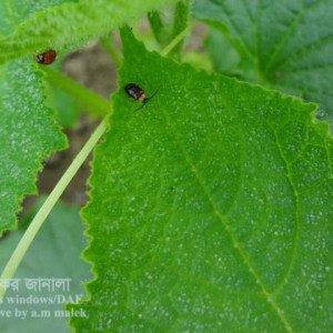 খিরার ফ্লি বিটল পোকা