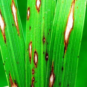 ধানের ব্লাস্ট রোগ