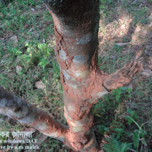 দারুচিনির উঁইপোকা