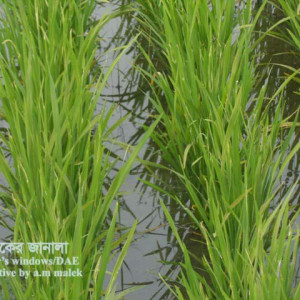 ধানের পাতামাছি পোকা