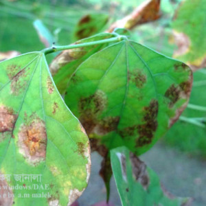 শিমের মরিচা রোগ