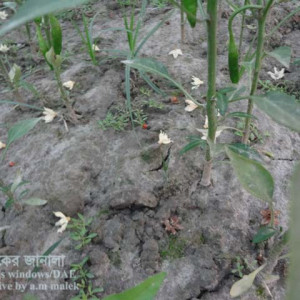 মরিচের ফুল ঝরে পড়া