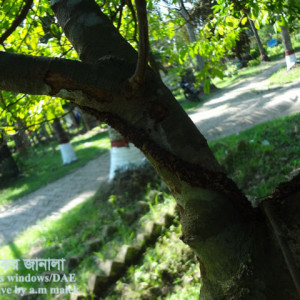 কামরাঙ্গার কান্ড ছিদ্রকারি পোকা