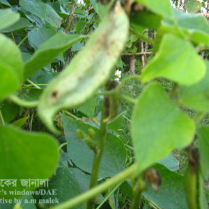 শিমের পাতার দাগরোগ