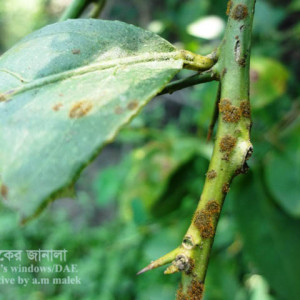 লেবুর লাল মরিচা রোগ